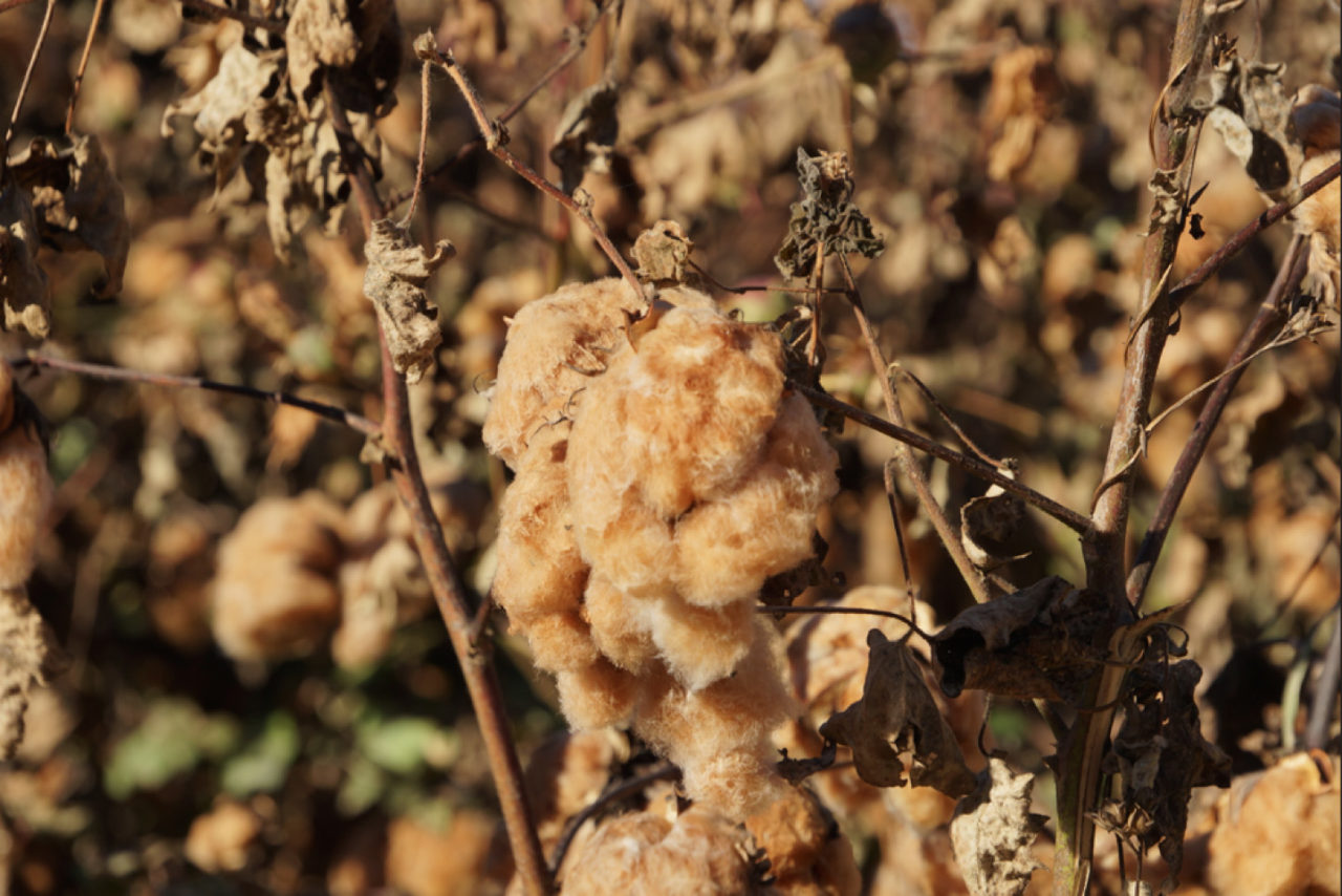 Photo courtesy of Taishoboseki Industries, Ltd.