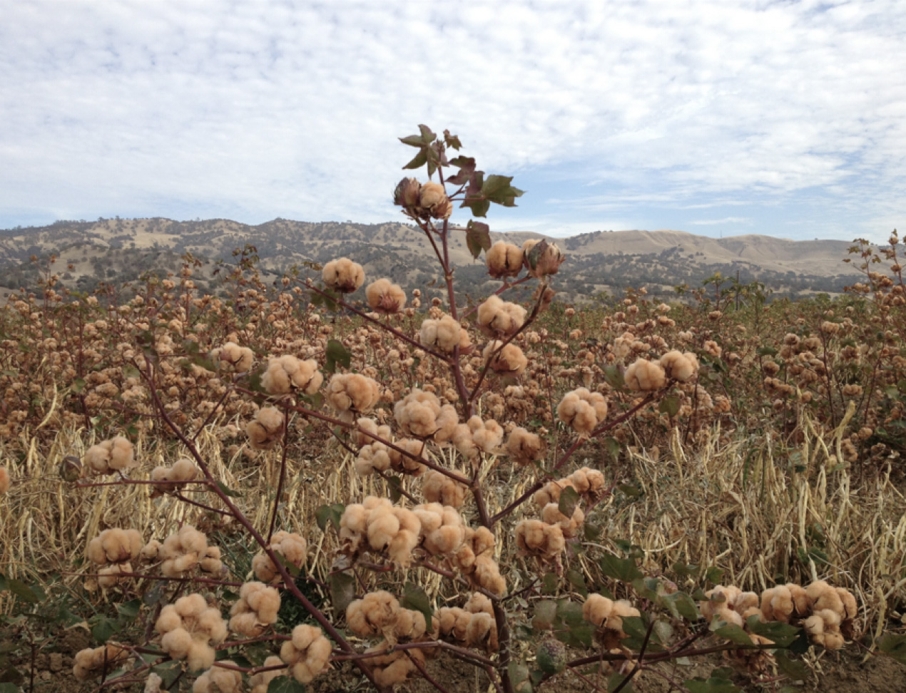 Photo courtesy of Taishoboseki Industries, Ltd.